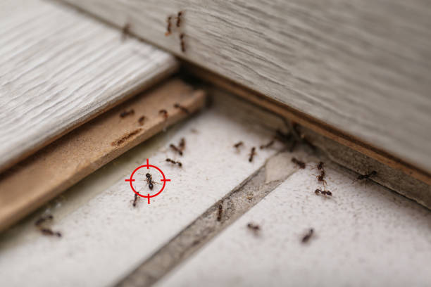 Best Affordable Pest Control Services  in Mingo Junction, OH