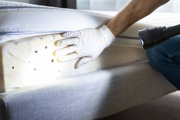 Best Wasp Removal Services  in Mingo Junction, OH