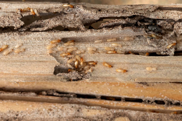 Best Bed Bug Extermination  in Mingo Junction, OH
